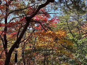 구월산에서의 붉은 단풍 감상 구월산에서의 붉은 단풍 감상